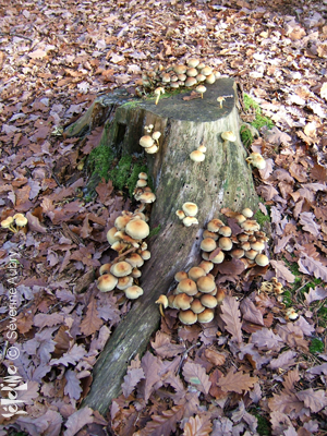 automne9