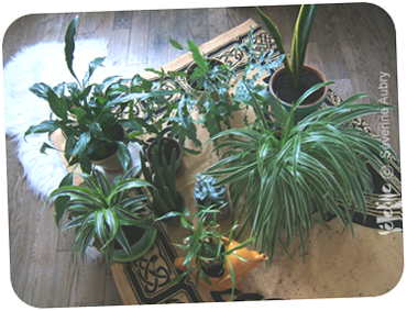 plantes1