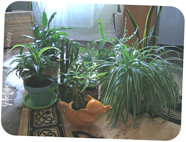 plantes2