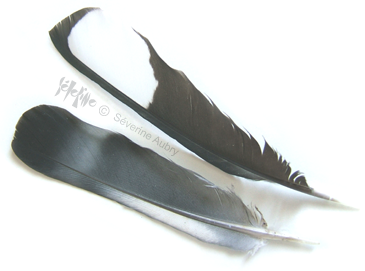 plumes2014