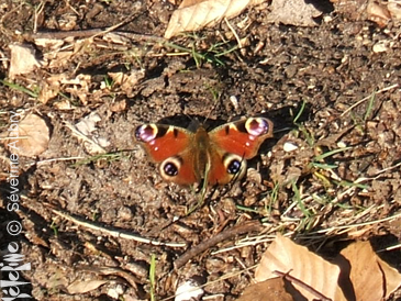 spring5