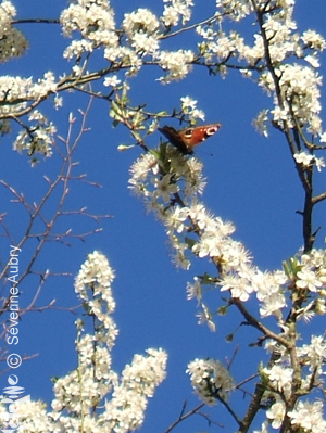 spring6