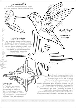 colibri-copie-1