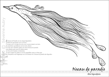 oiseauparadis