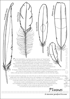 plumes1