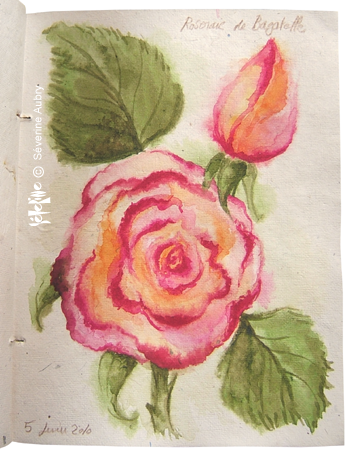 aqarelle-rose1