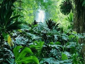 cascade-et-for--te-vierge--2005.jpg