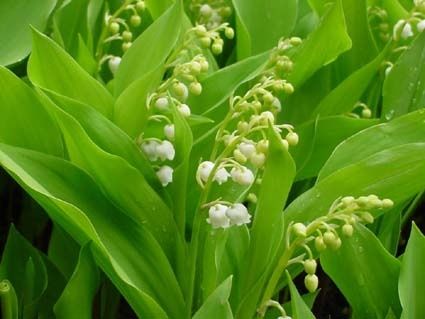Muguet-wikipedia.jpg