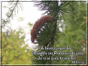 chenille-ou-pomme-de-pin-v3.JPG