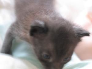 07juin07-elmer1.jpg