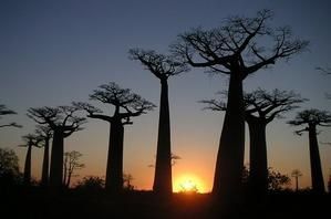 madagascar.jpg