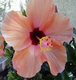 hibiscus fleur