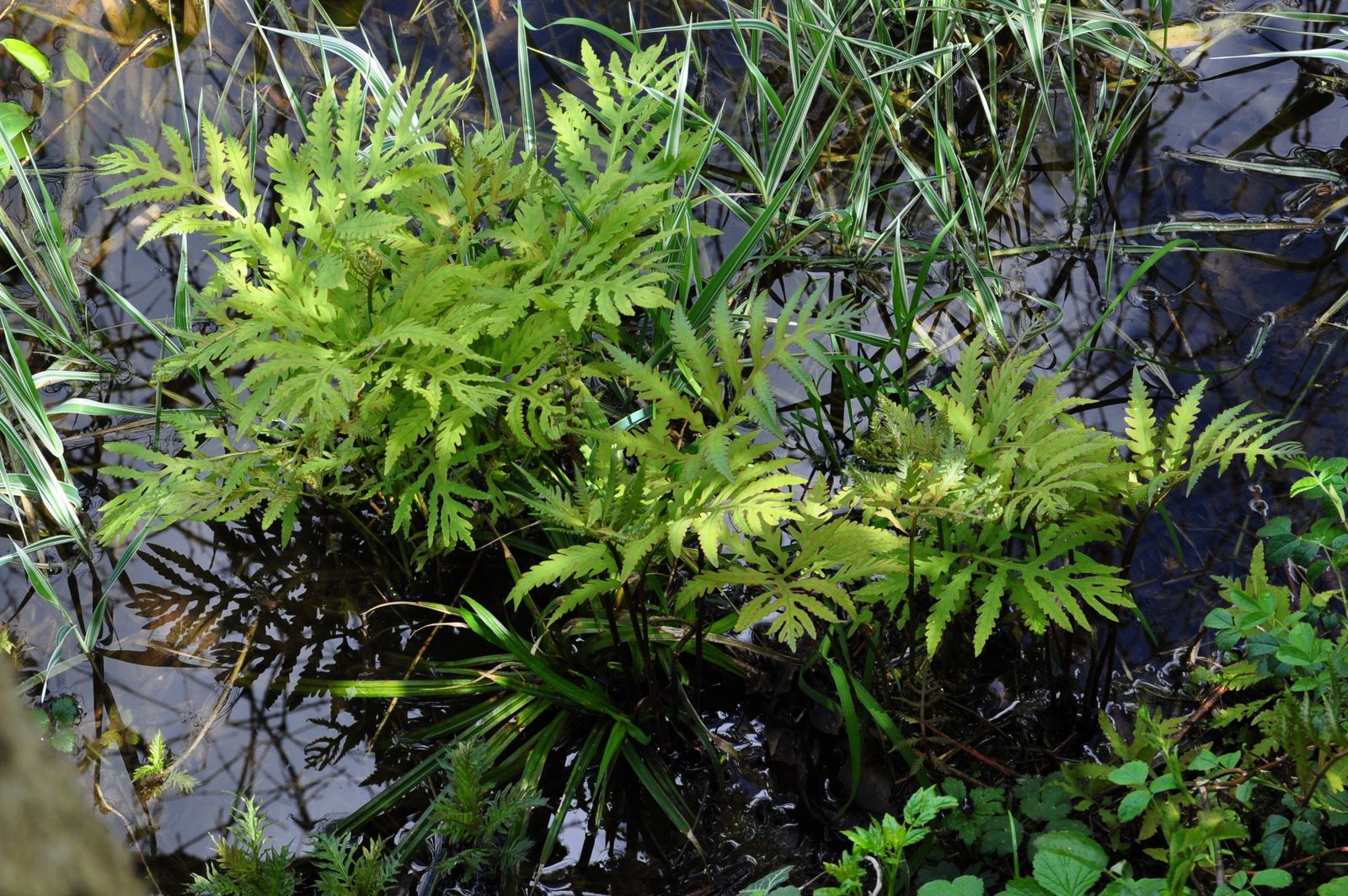 Ensemble de plantes aquatiques 4 saisons FloraSelf pour bassin de
