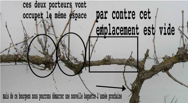Taille Vigne