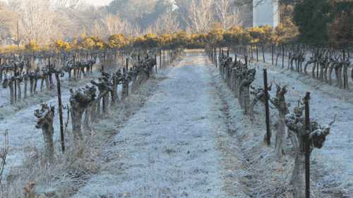 MatinGele.gif
