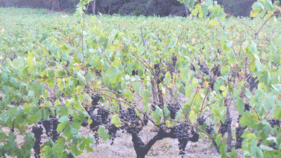 SechSyrah.gif
