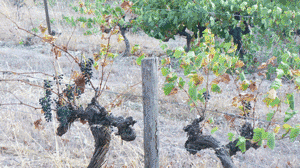 SechSyrah2.gif