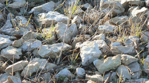 contexteBrf-copie-1.gif