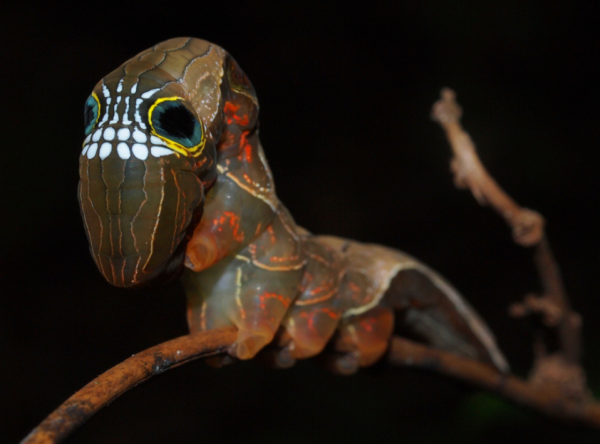 animaux_rares_Pink-Underwing-Moth_Phyllodes-imperialis-600x.png