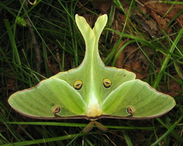 animaux_rares_actias_luna_papillon_lune-600x479.jpg