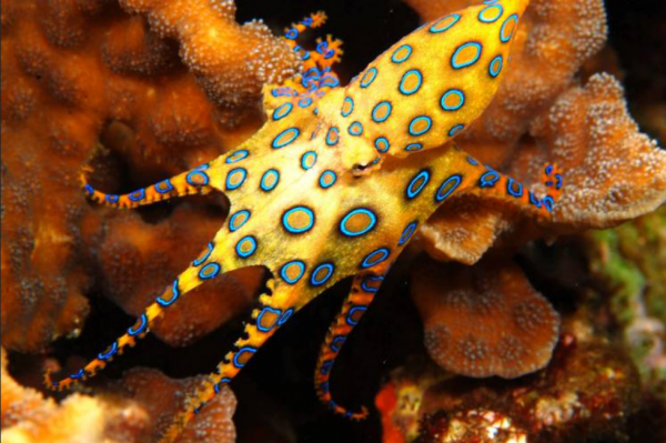 animaux_rares_la_pieuvre_a_anneaux_bleus-600x399.png