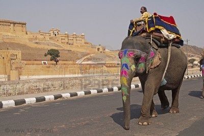 7996316-jaipur-inde--le-10-mars-2009--elephant-d-cor-sur-la.jpg