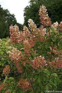 hortensia-paniculata-1.jpg