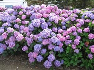 hortensias.-seb-1.jpg
