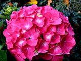 hortensias.jpg
