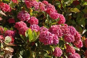 photophotographe_004.jpg