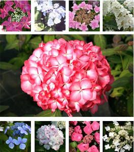 visuel-Hortensias-Haut-Bois--photo-essai.jpg
