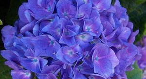 hortensia3.jpg