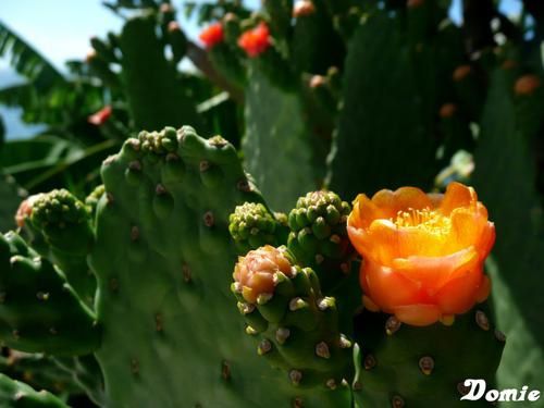Fleur-cactus-1.JPG