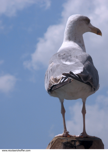 MOUETTE.VENISE.078.png