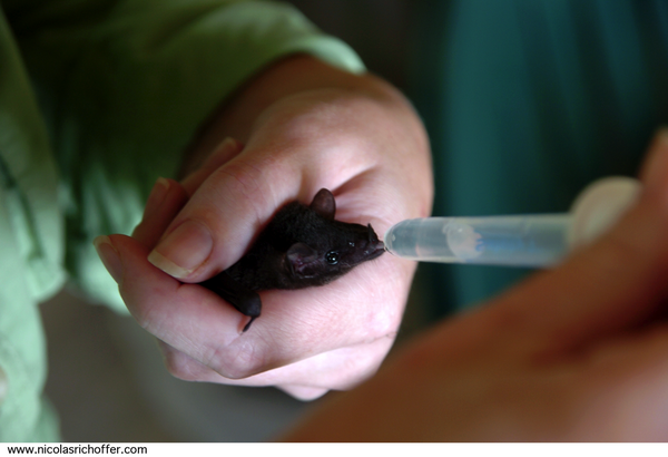 CHAUVE.SOURIS.NOURAGUES.1235.png