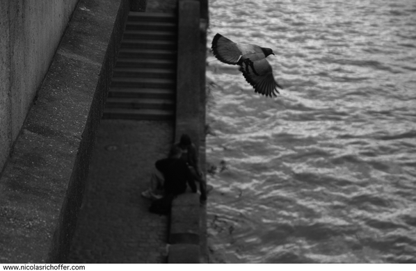 PIGEON.ST.MICHEL.0022.png