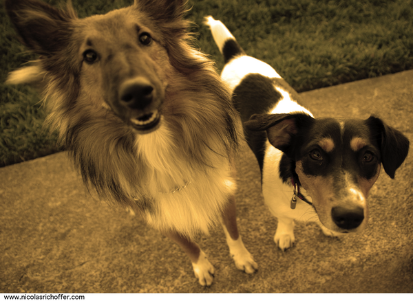 CHIENS.DES.HALLES.0161.png