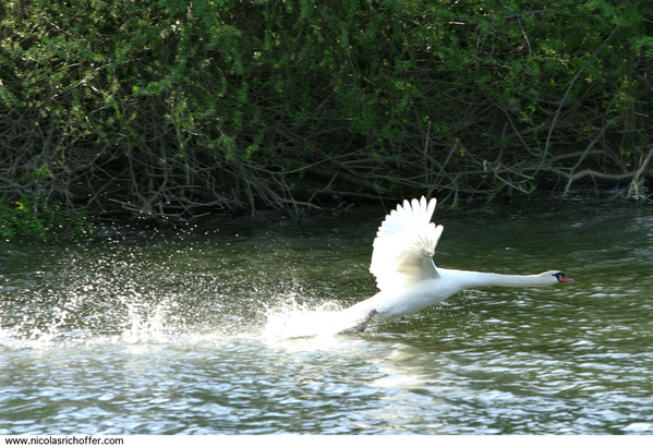 CYGNE.3370.png