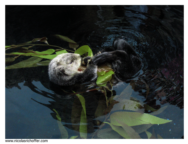 LOUTRE.LISBONNE.1556.png