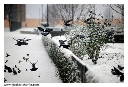 NEIGE.7644