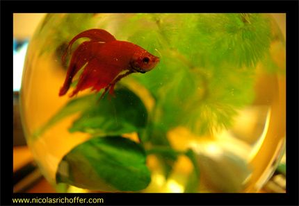 POISSON.0002