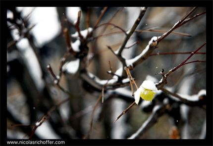 FEUILLE.7657