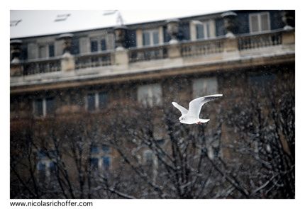 NEIGE.7664