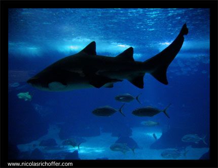 REQUIN.1518