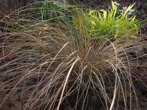 carex-Frosted-Curls-3-avr-12.jpg