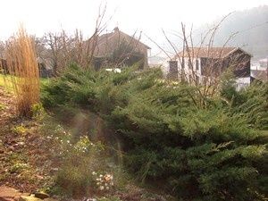 juniperus-18-janv-12.jpg