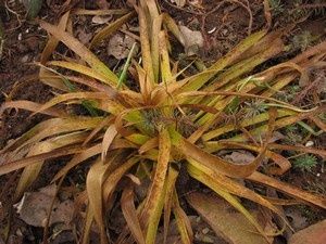 luzula-sylvatica-Aurea-4-mars-12.jpg