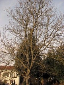 noyer-18-janv-12.jpg