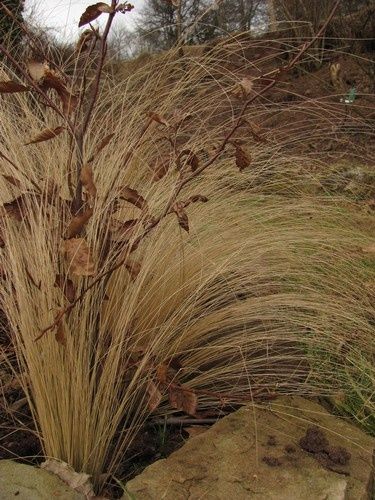 stipa-4-mars-12.jpg