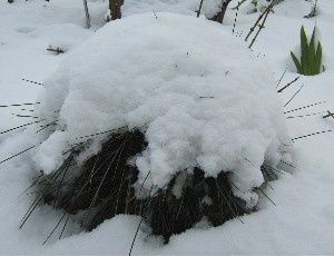 b-f-tuque-25-mars-08.jpg